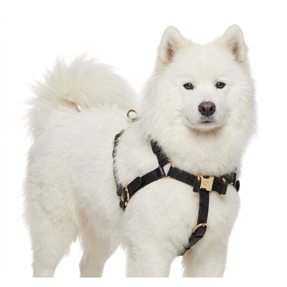 Gucci Black Demetra Dog Harness Gold Hardware Large 695253 NEW